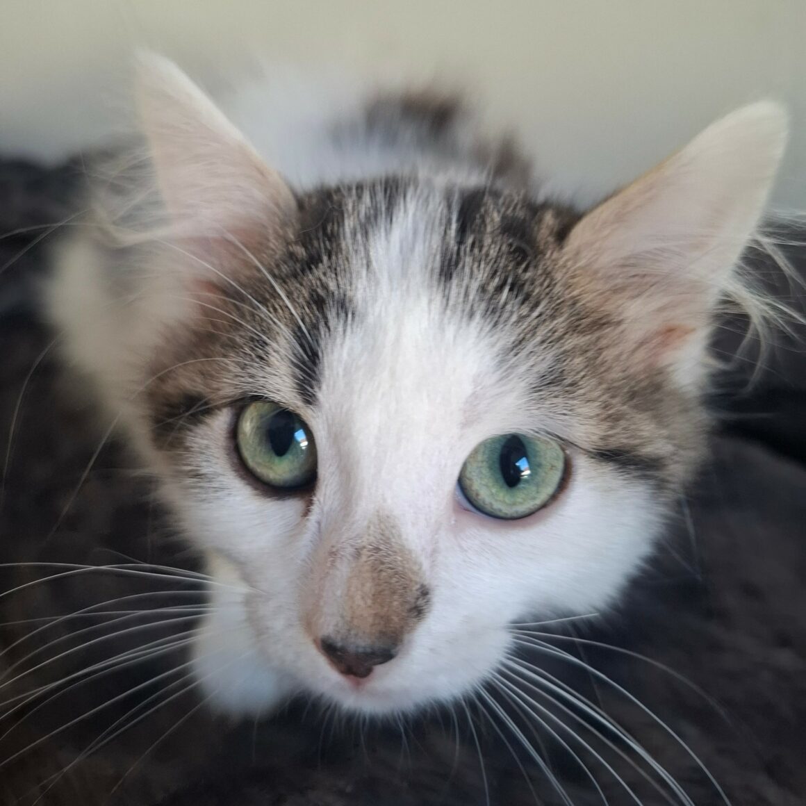 BIANCA – Chaton