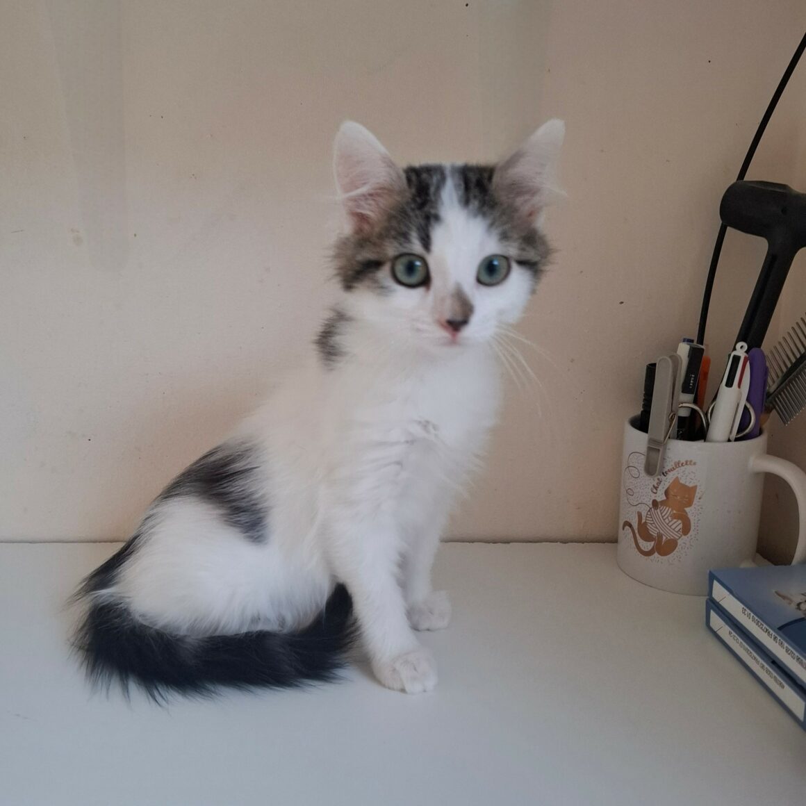 BIANCA – Chaton adoptée