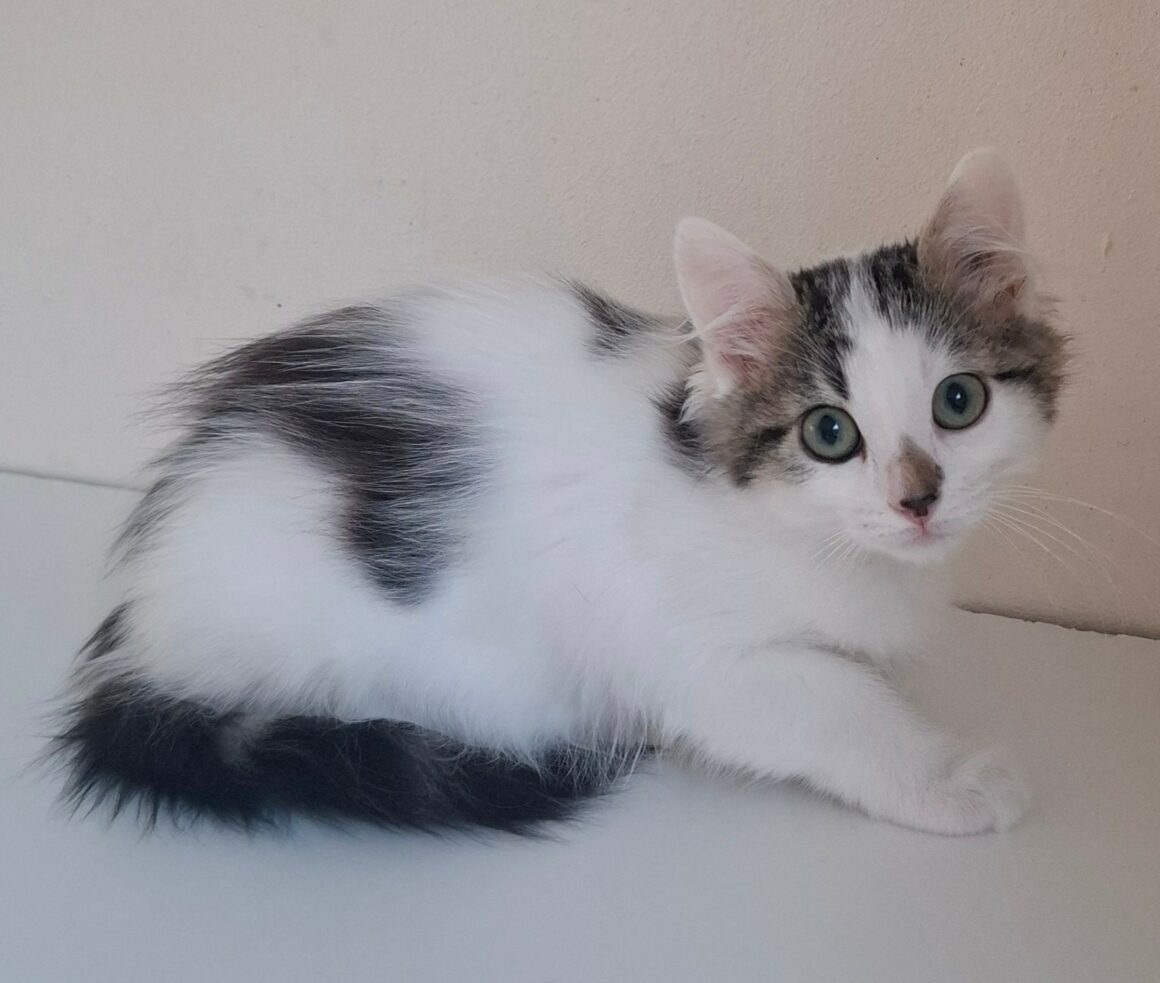 BIANCA – Chaton