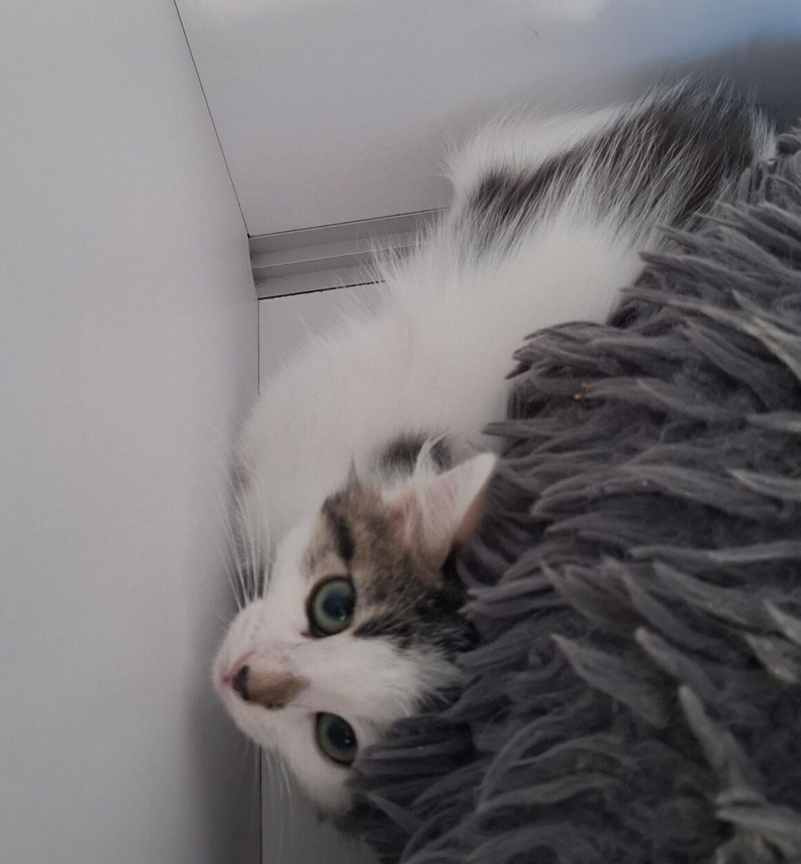 BIANCA – Chaton