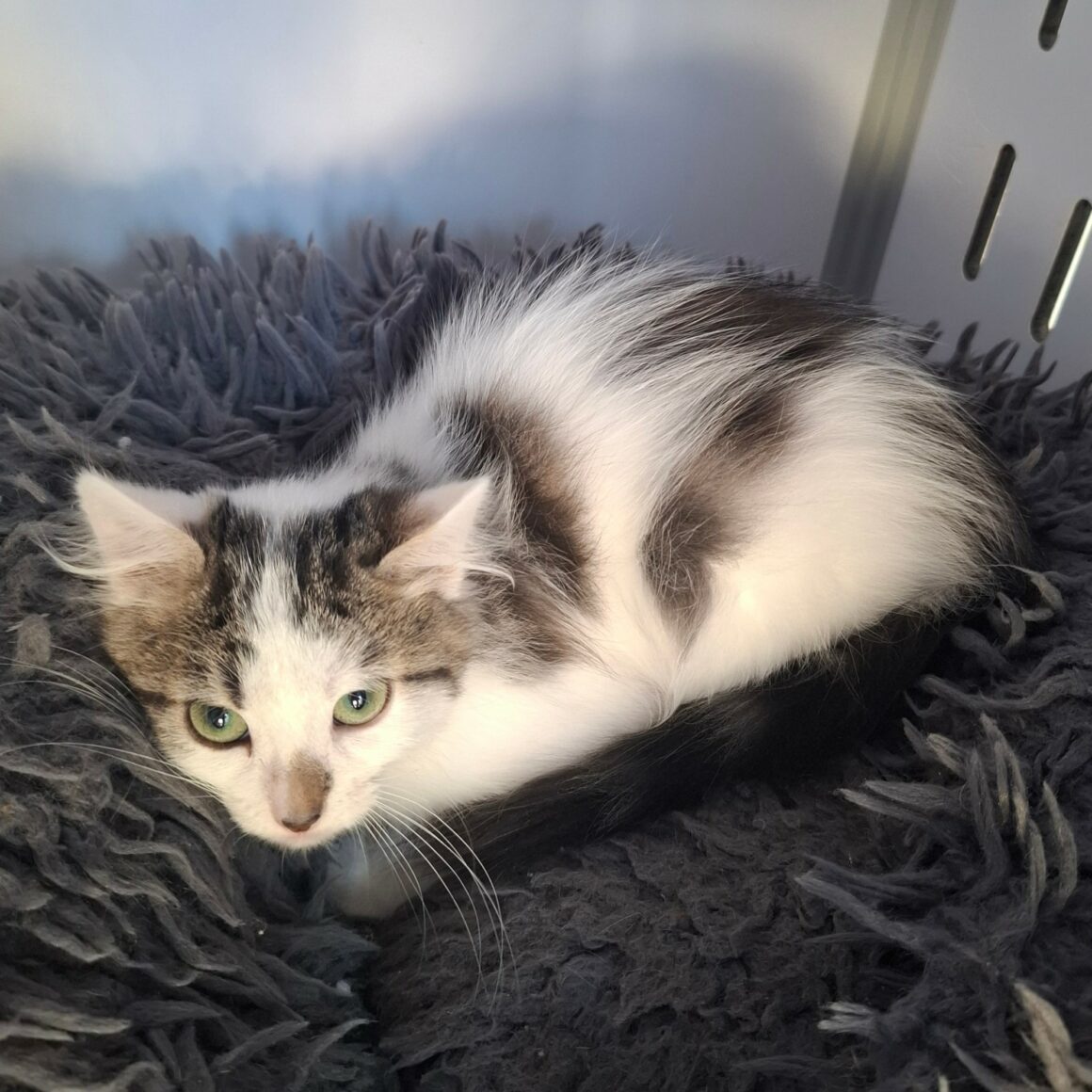 BIANCA – Chaton