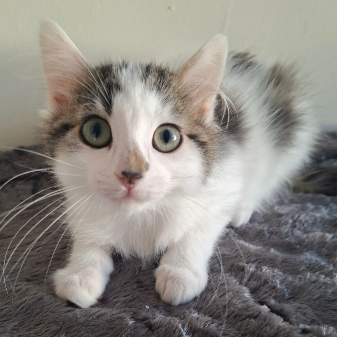BIANCA – Chaton