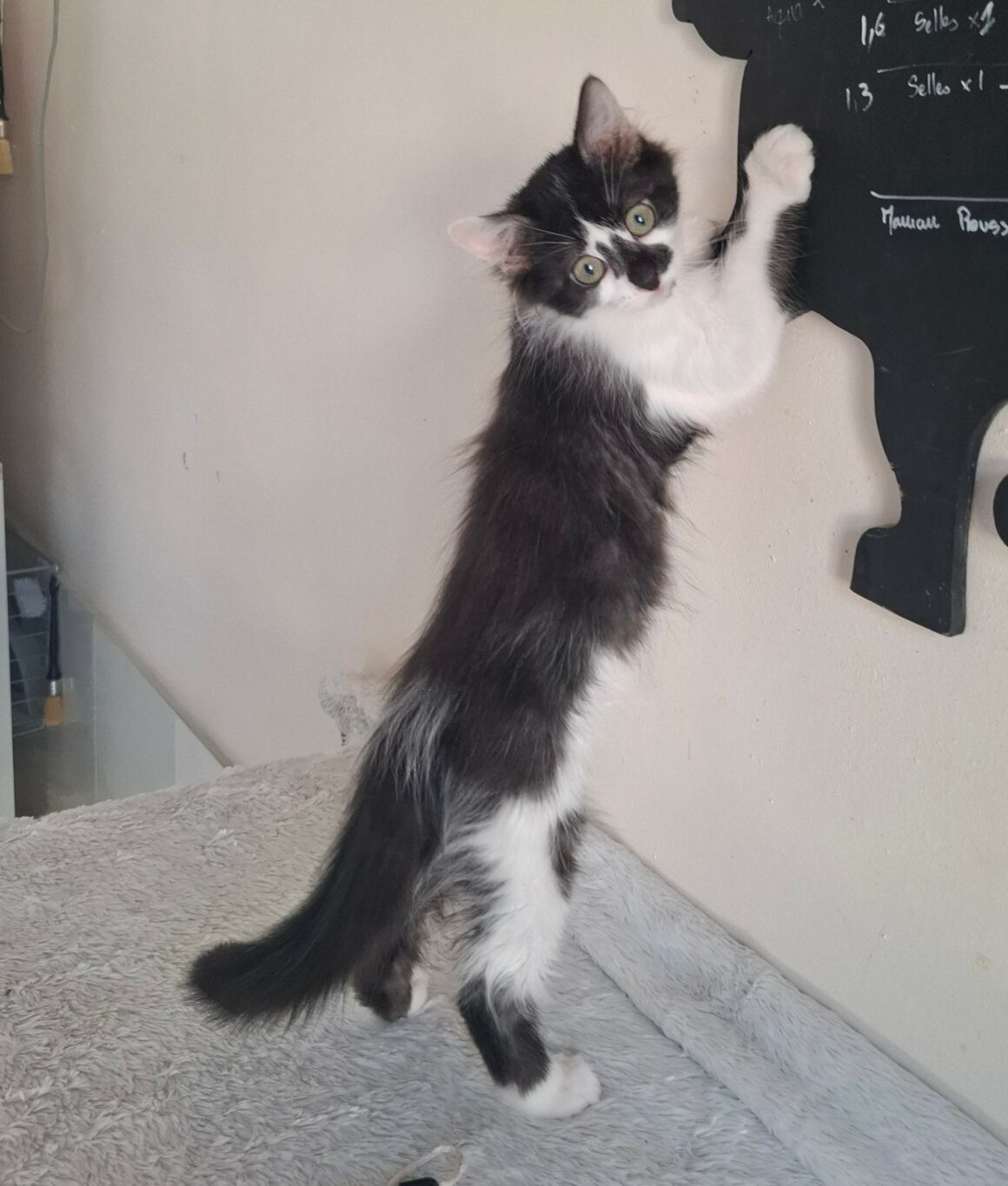 BILL – chaton