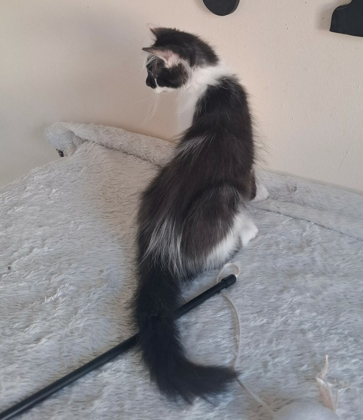 BILL – chaton