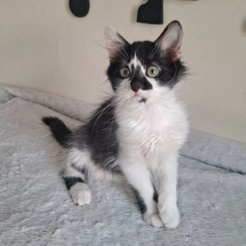 BILL – chaton