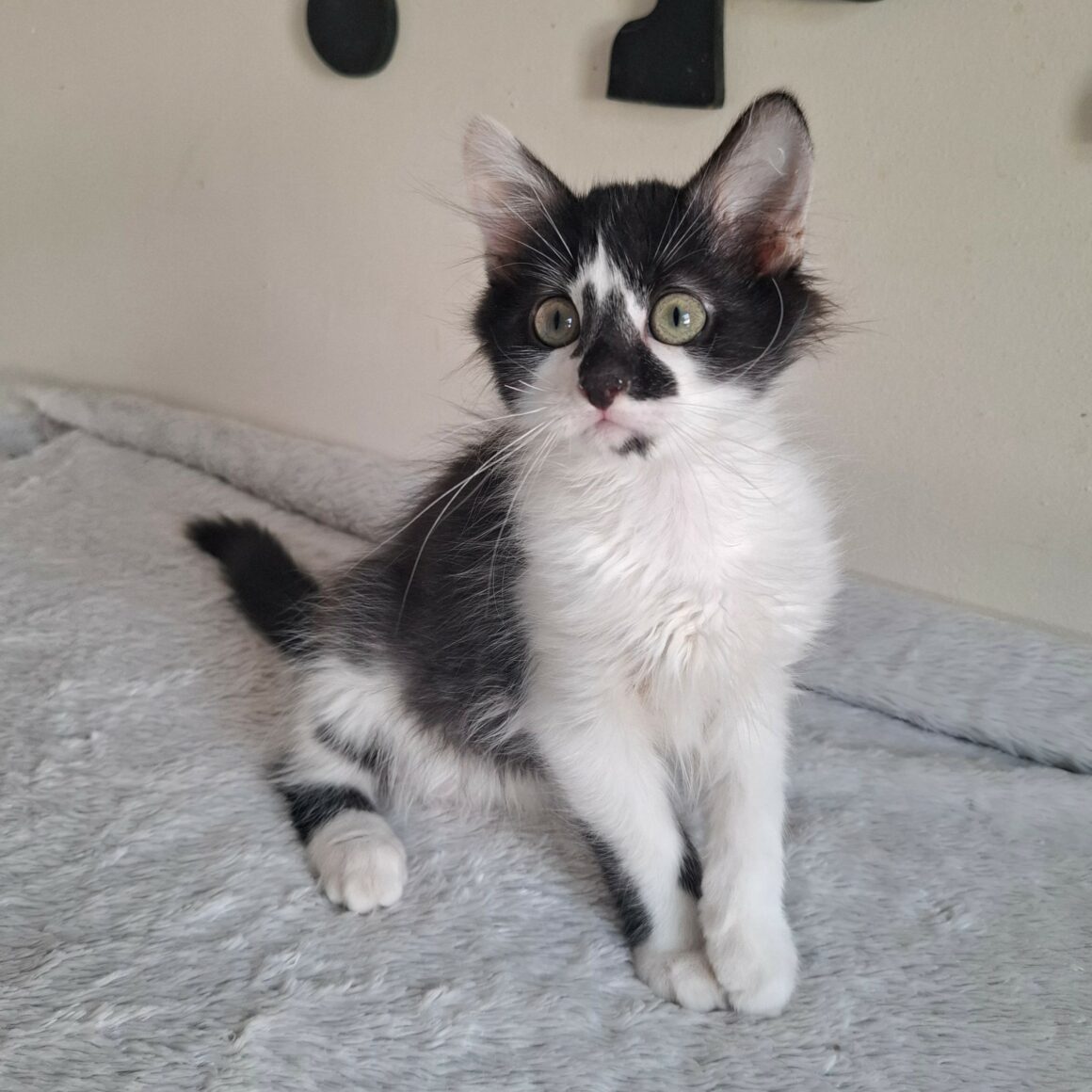 BILL – chaton