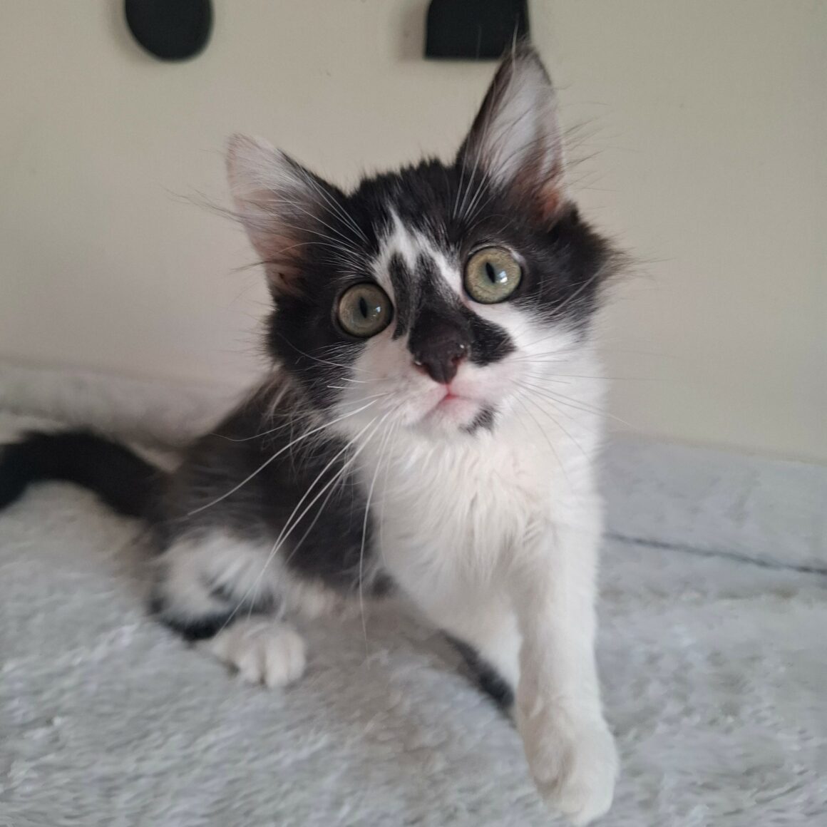 BILL – chaton