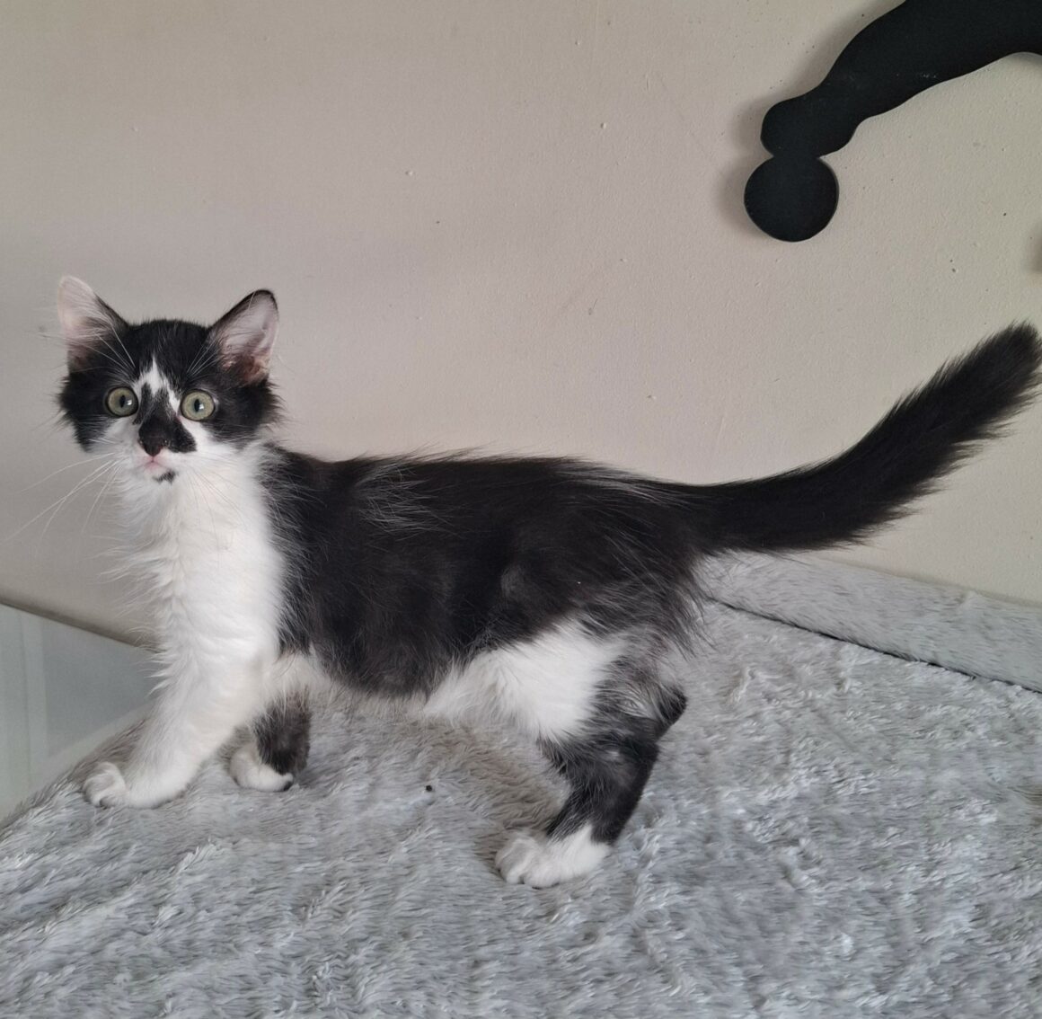 BILL – chaton