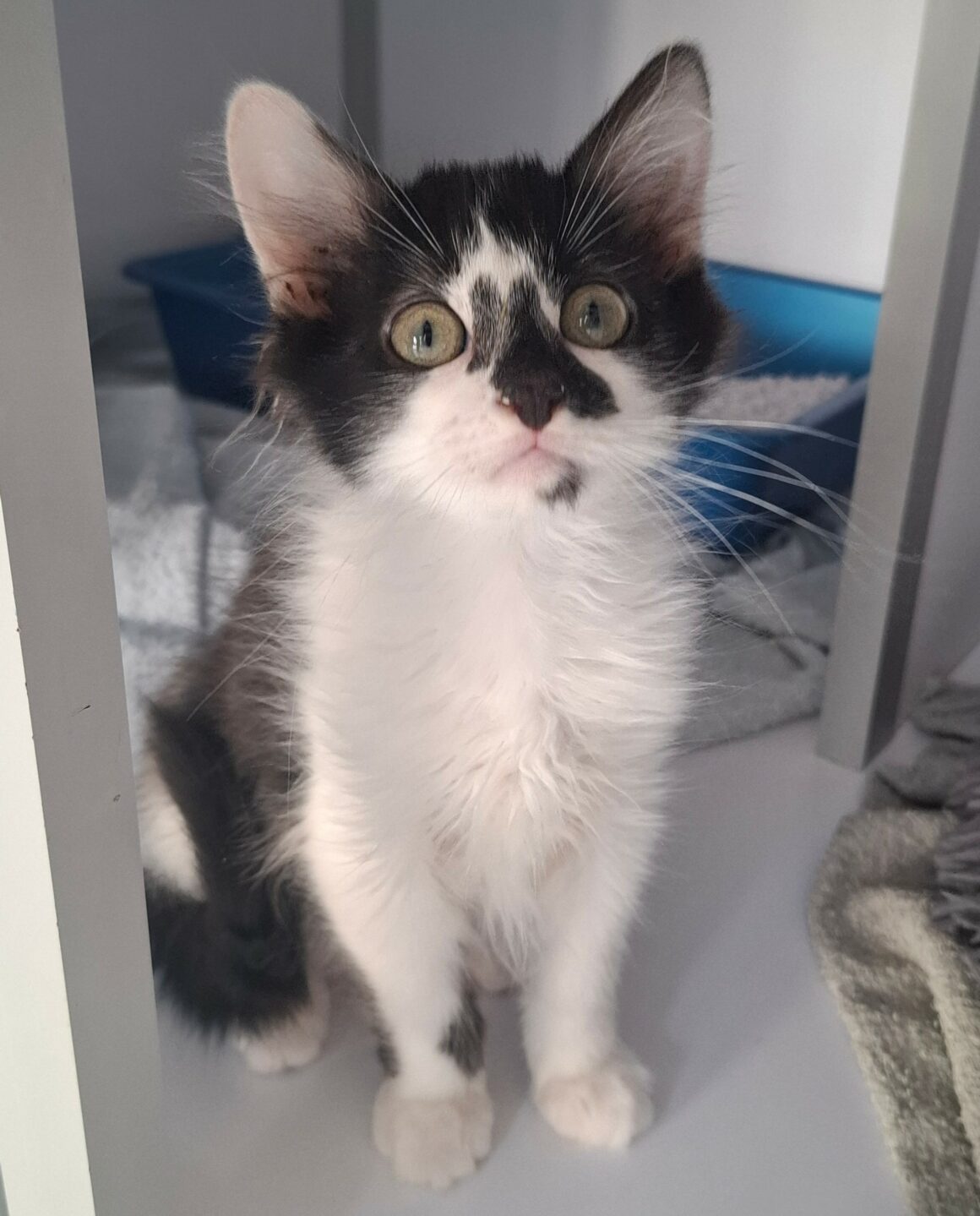 BILL – chaton