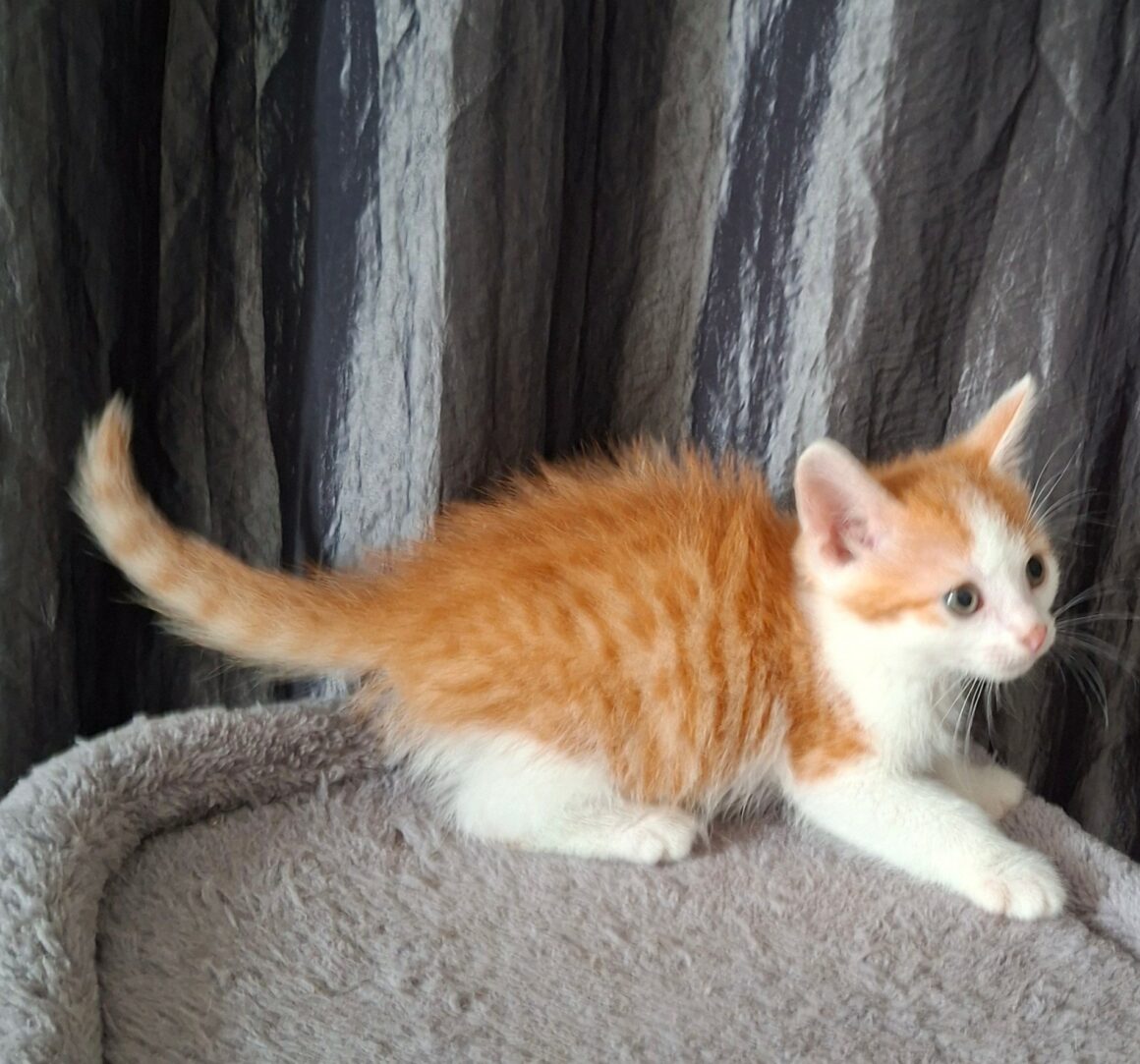 BLAGUEUR – chaton réservé