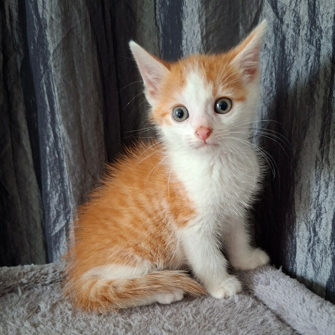 BLAGUEUR – chaton réservé