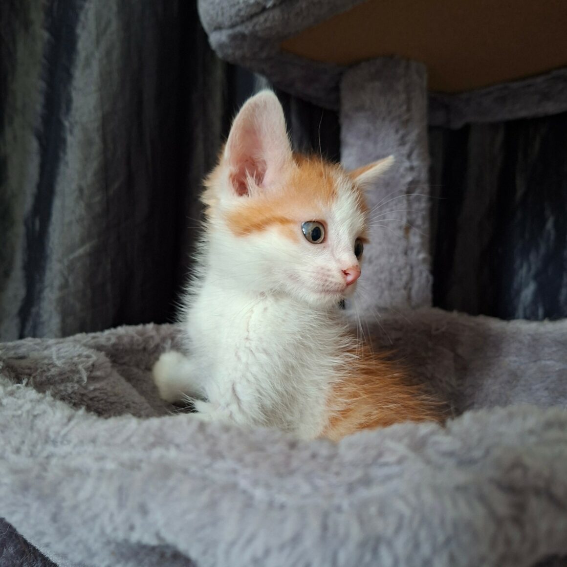 BLAGUEUR – chaton réservé