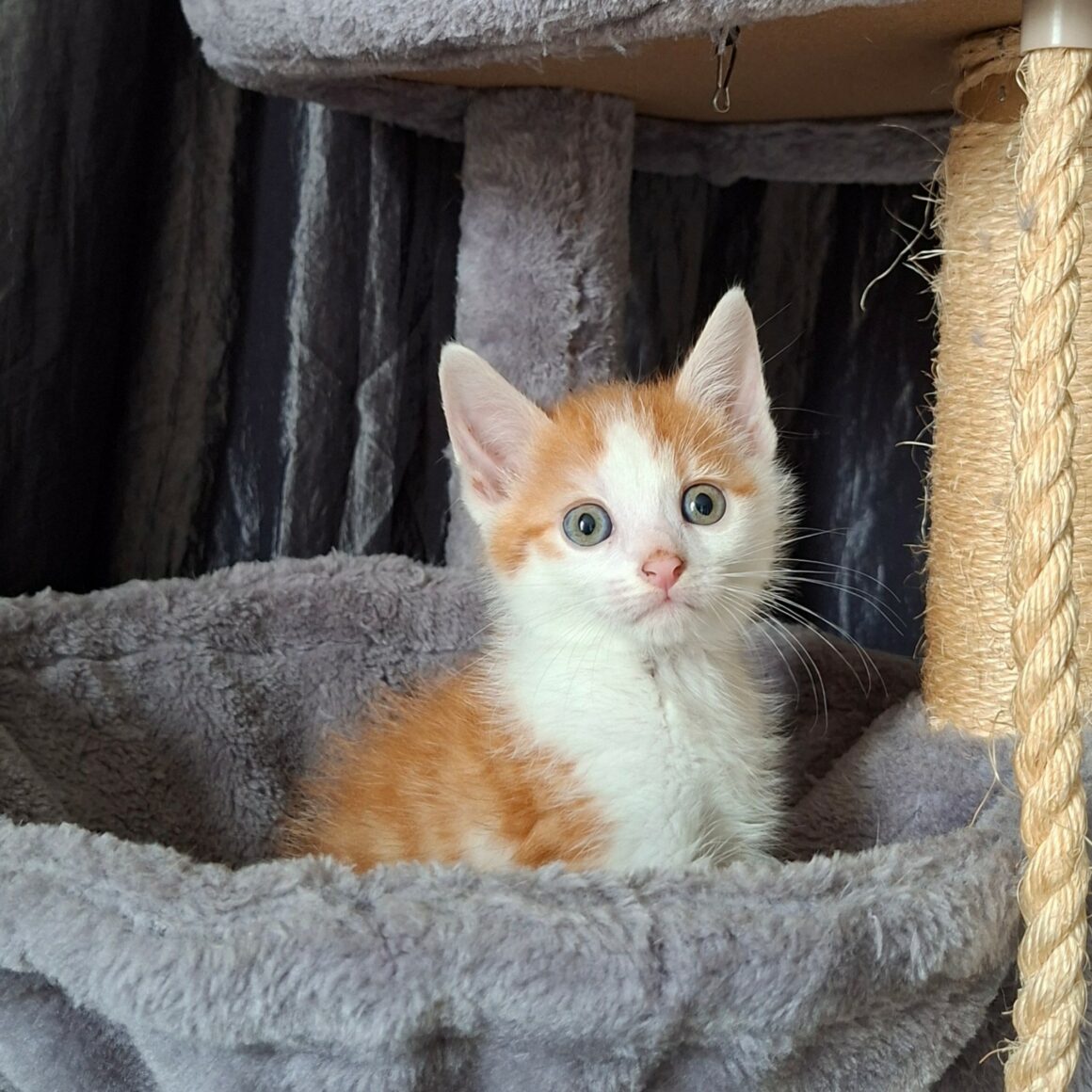 BLAGUEUR – chaton réservé
