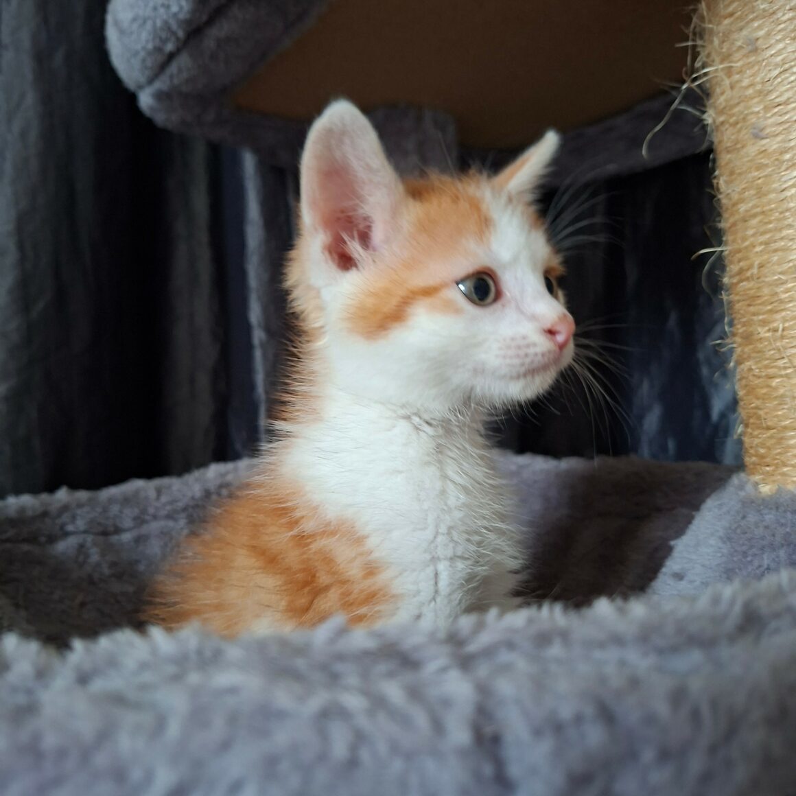 BLAGUEUR – chaton réservé