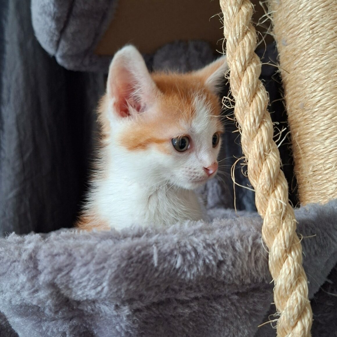 BLAGUEUR – chaton réservé
