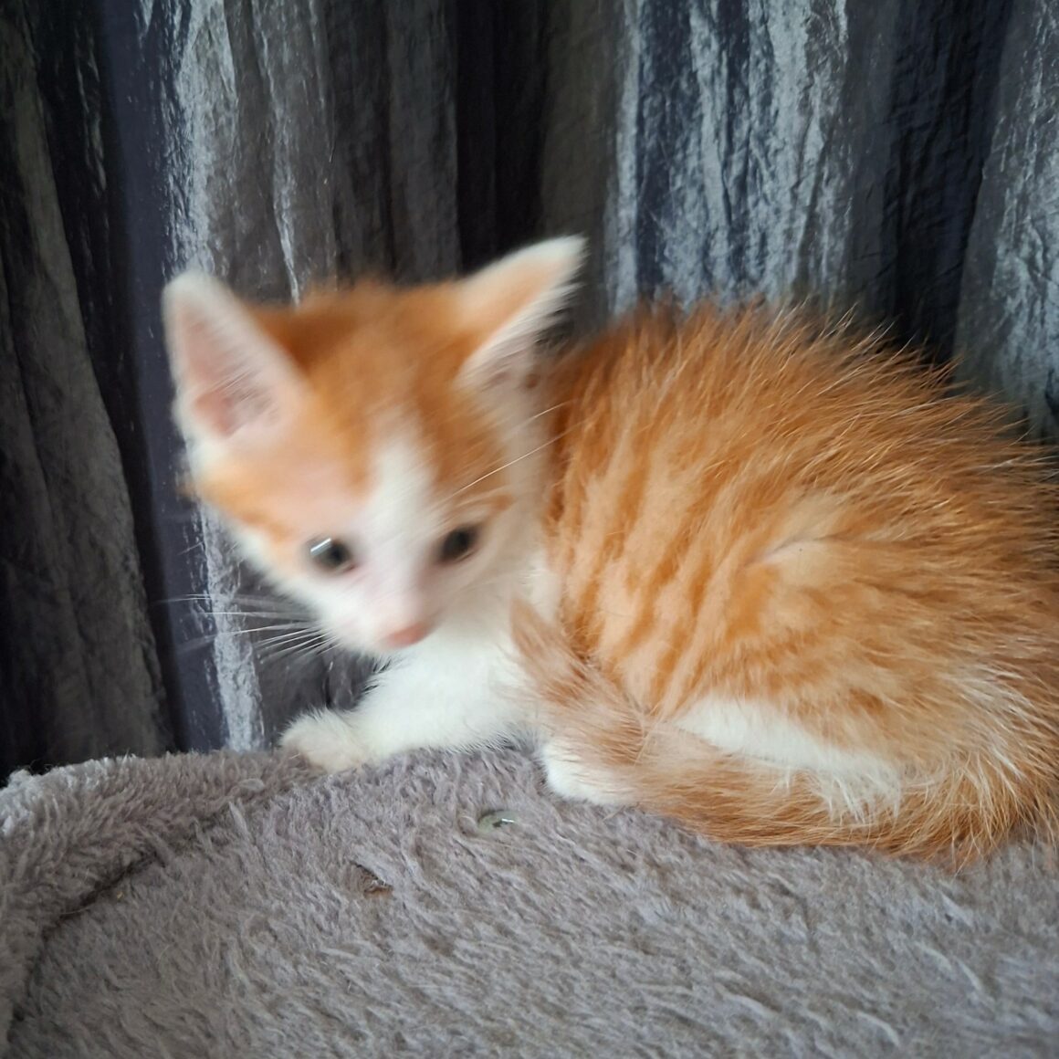 BLAGUEUR – chaton réservé