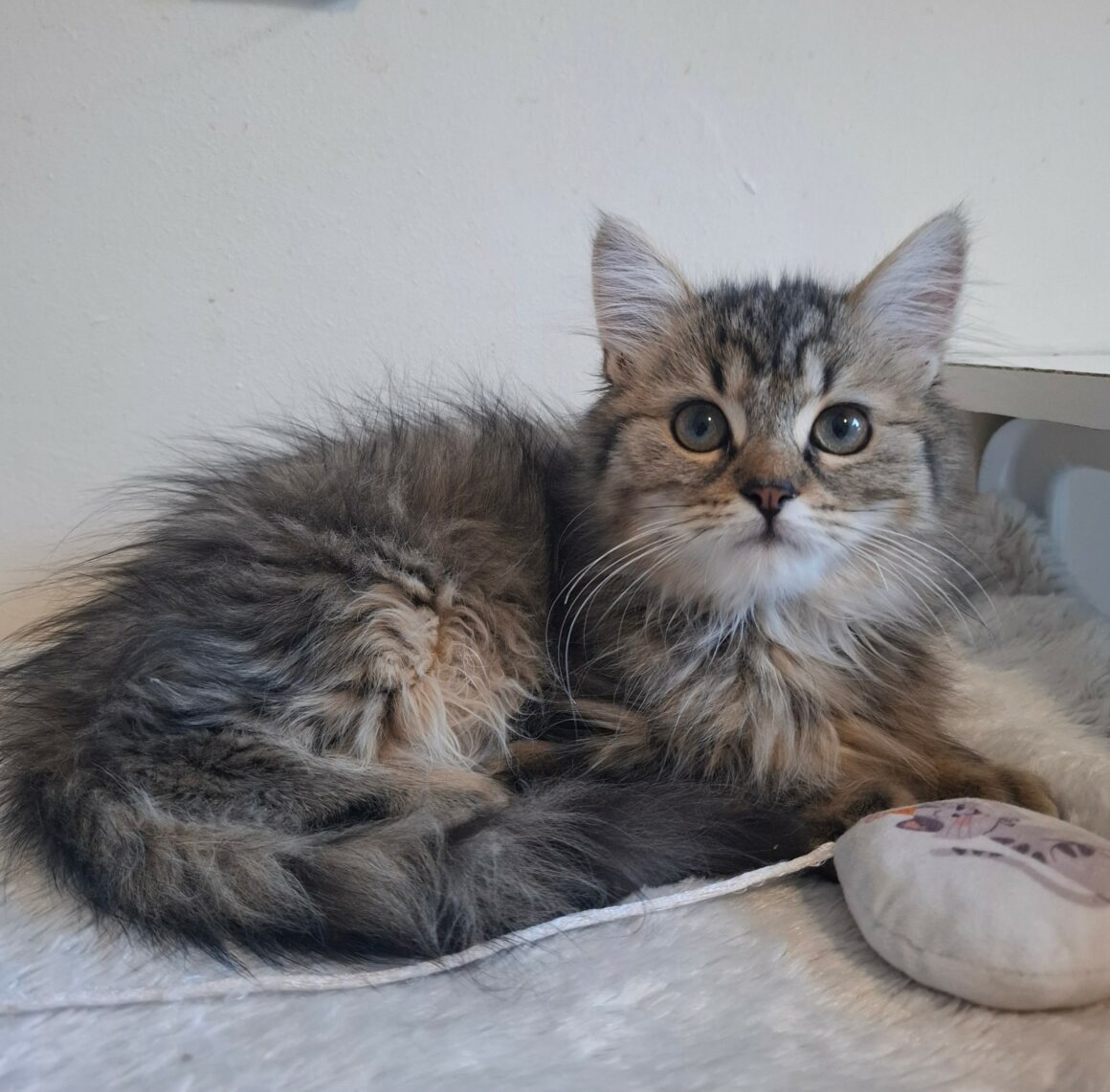 BOB – chaton