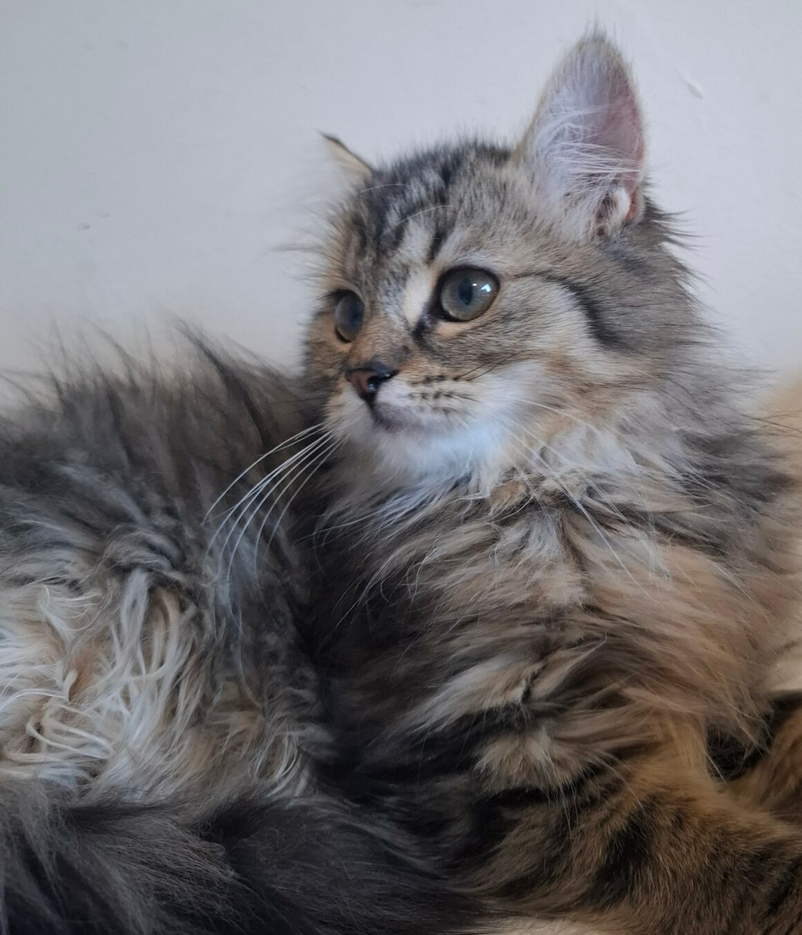 BOB – chaton
