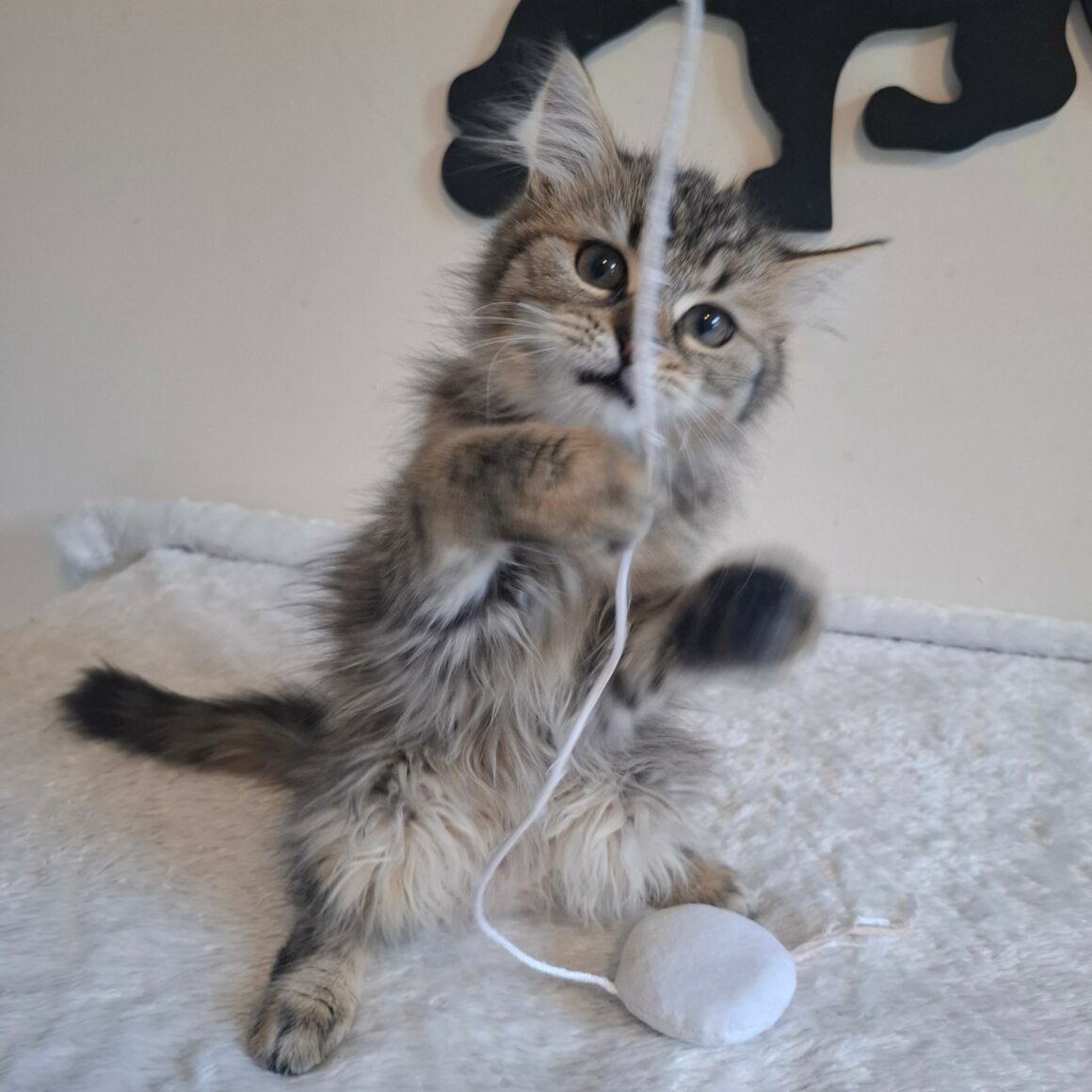BOB – chaton