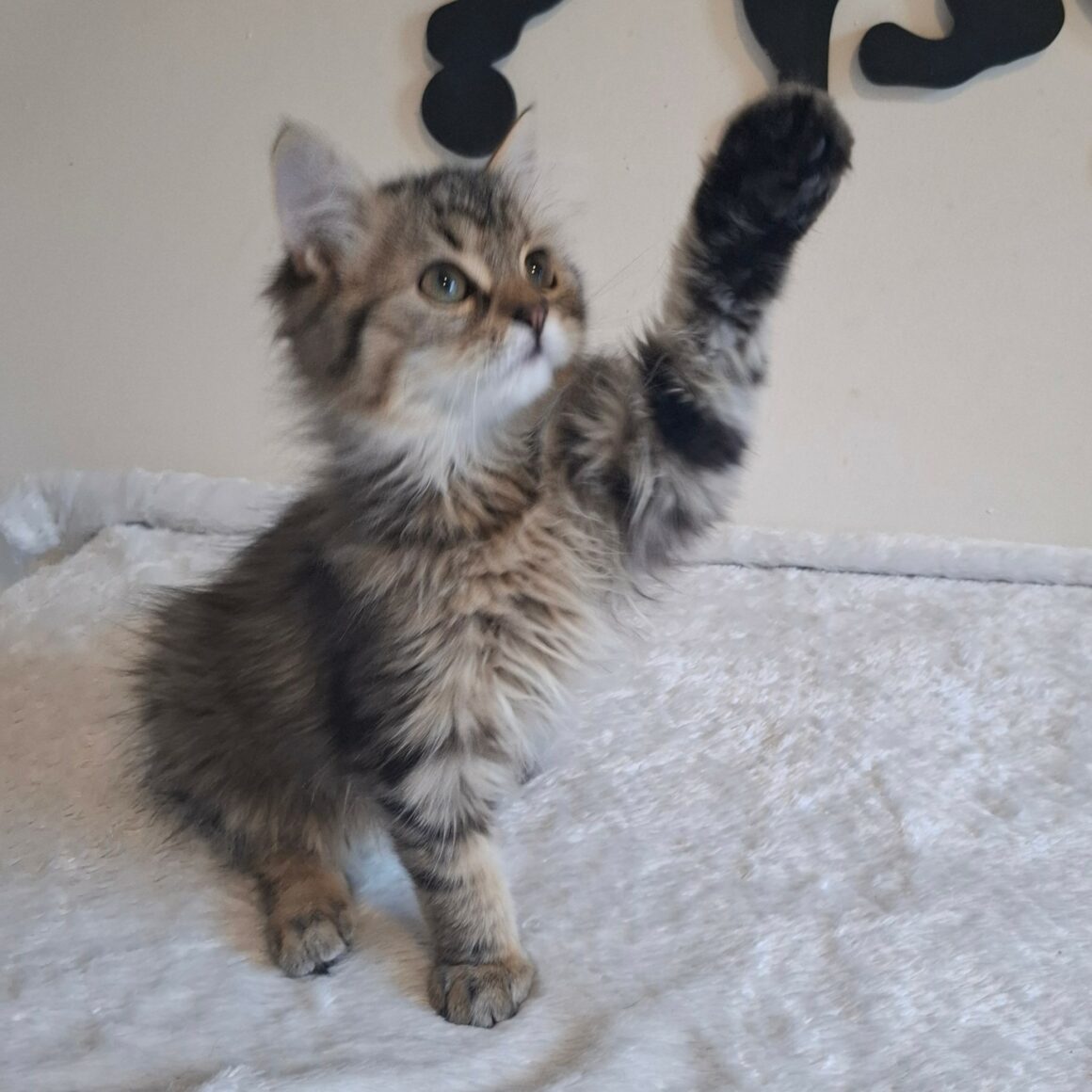 BOB – chaton