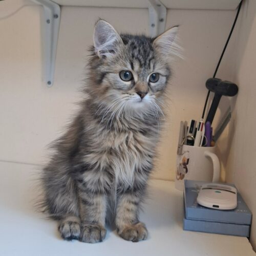 BOB – chaton