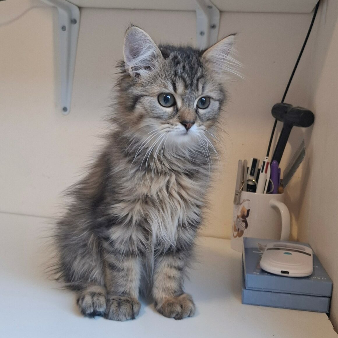BOB – chaton