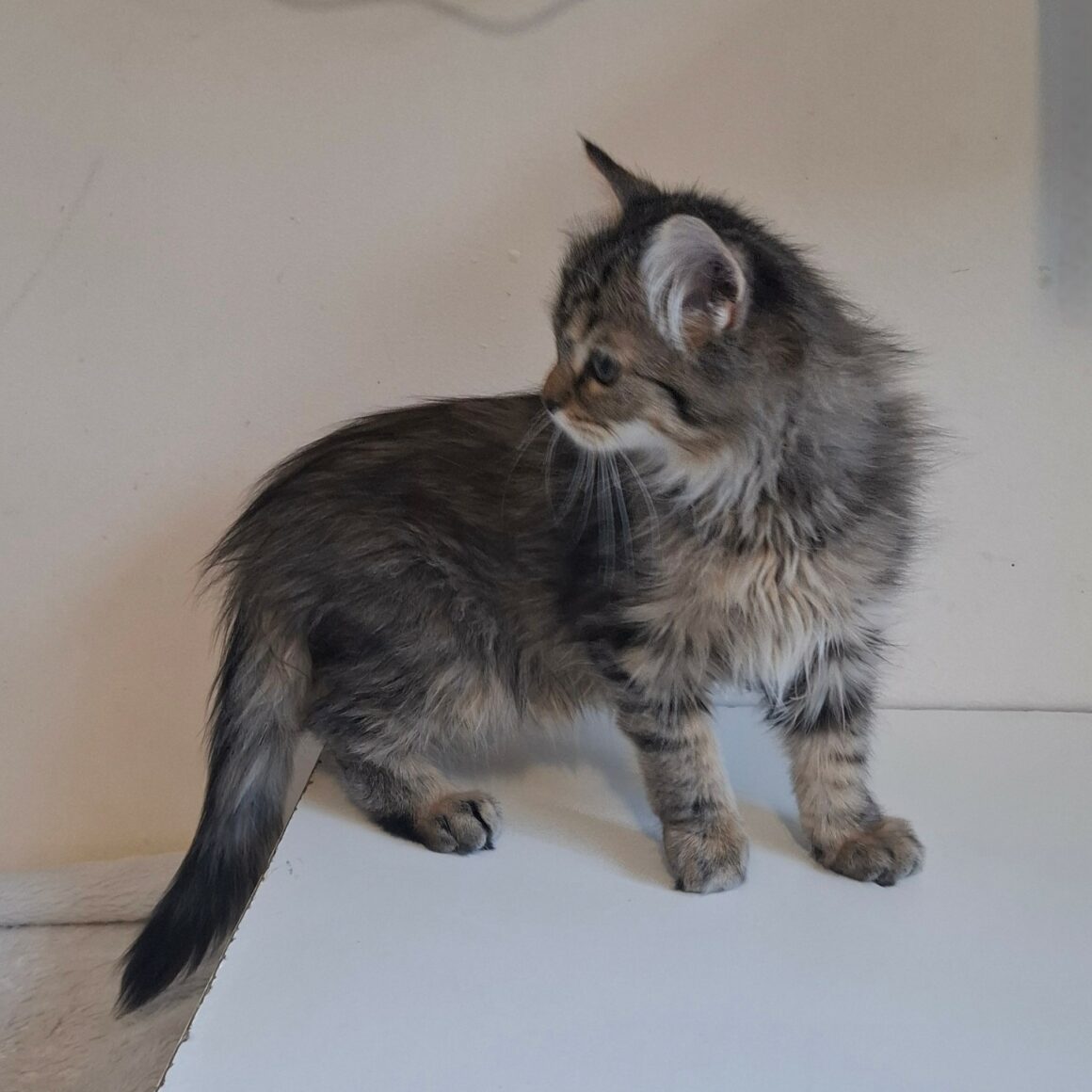 BOB – chaton
