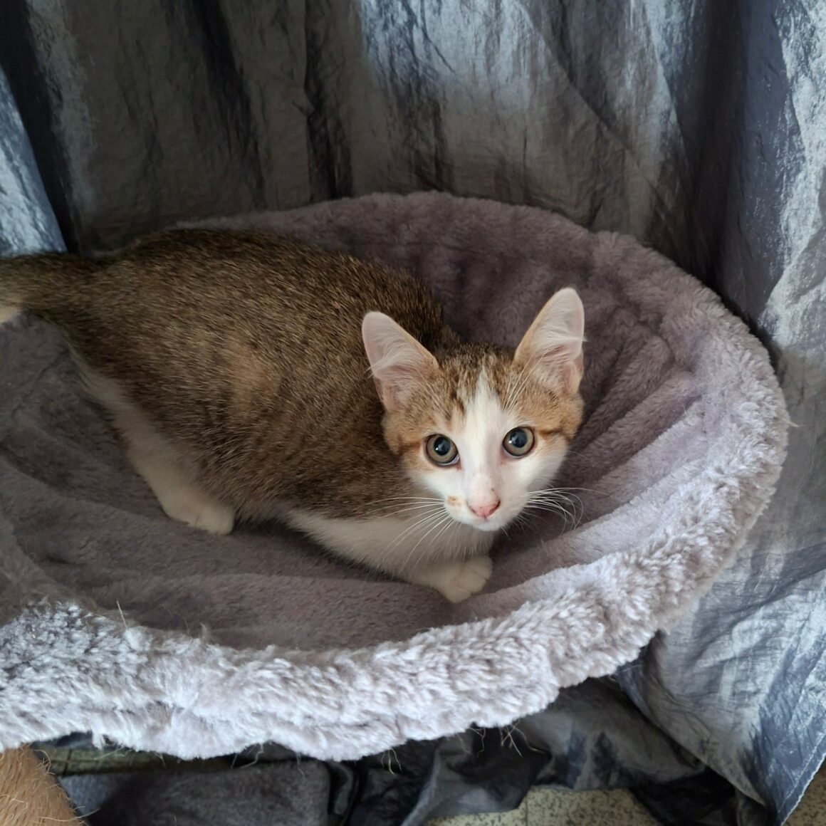 BOUZOUK – chaton