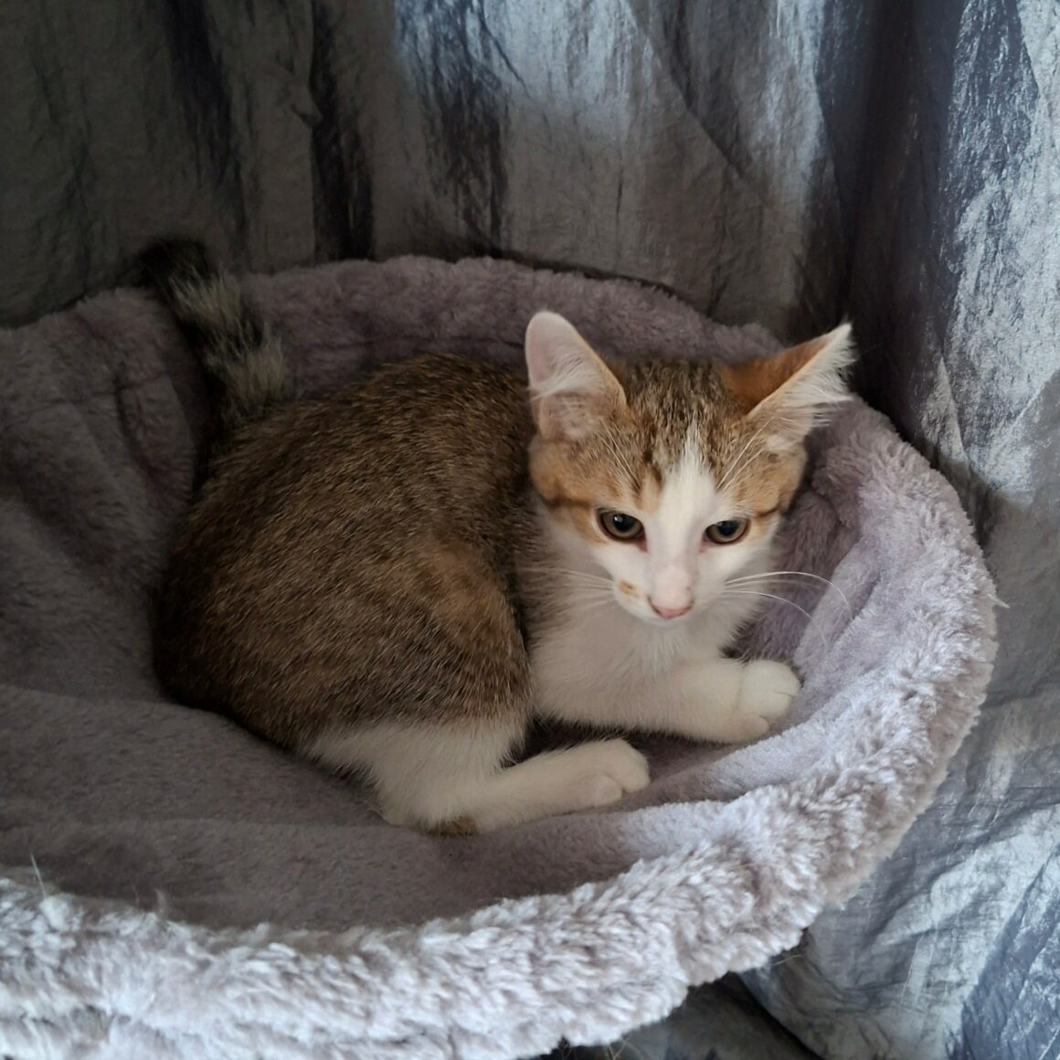 BOUZOUK – chaton