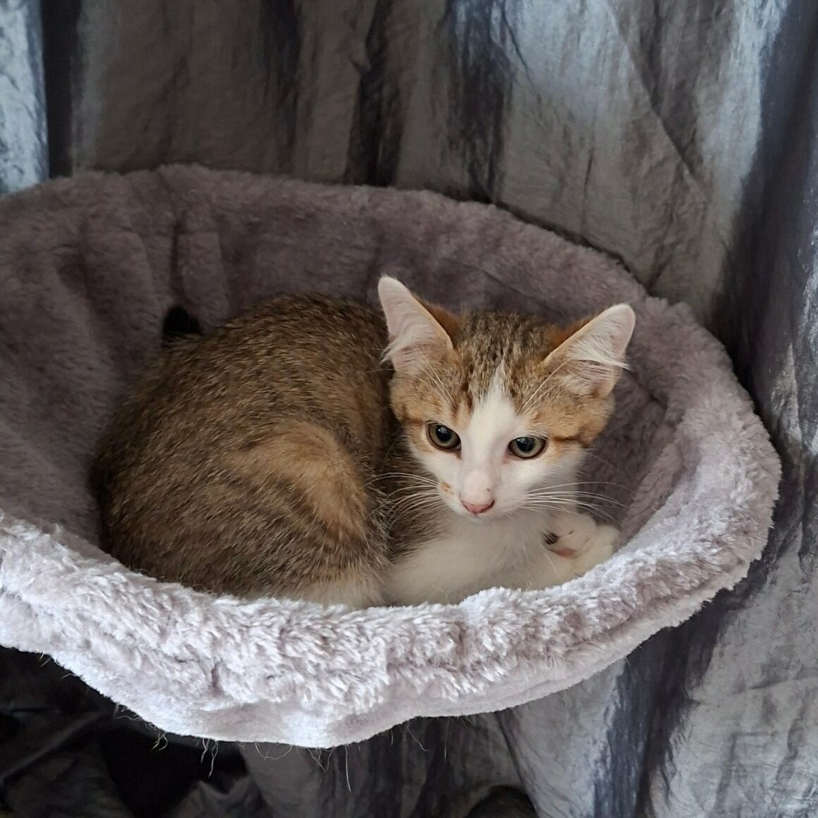 BOUZOUK – chaton