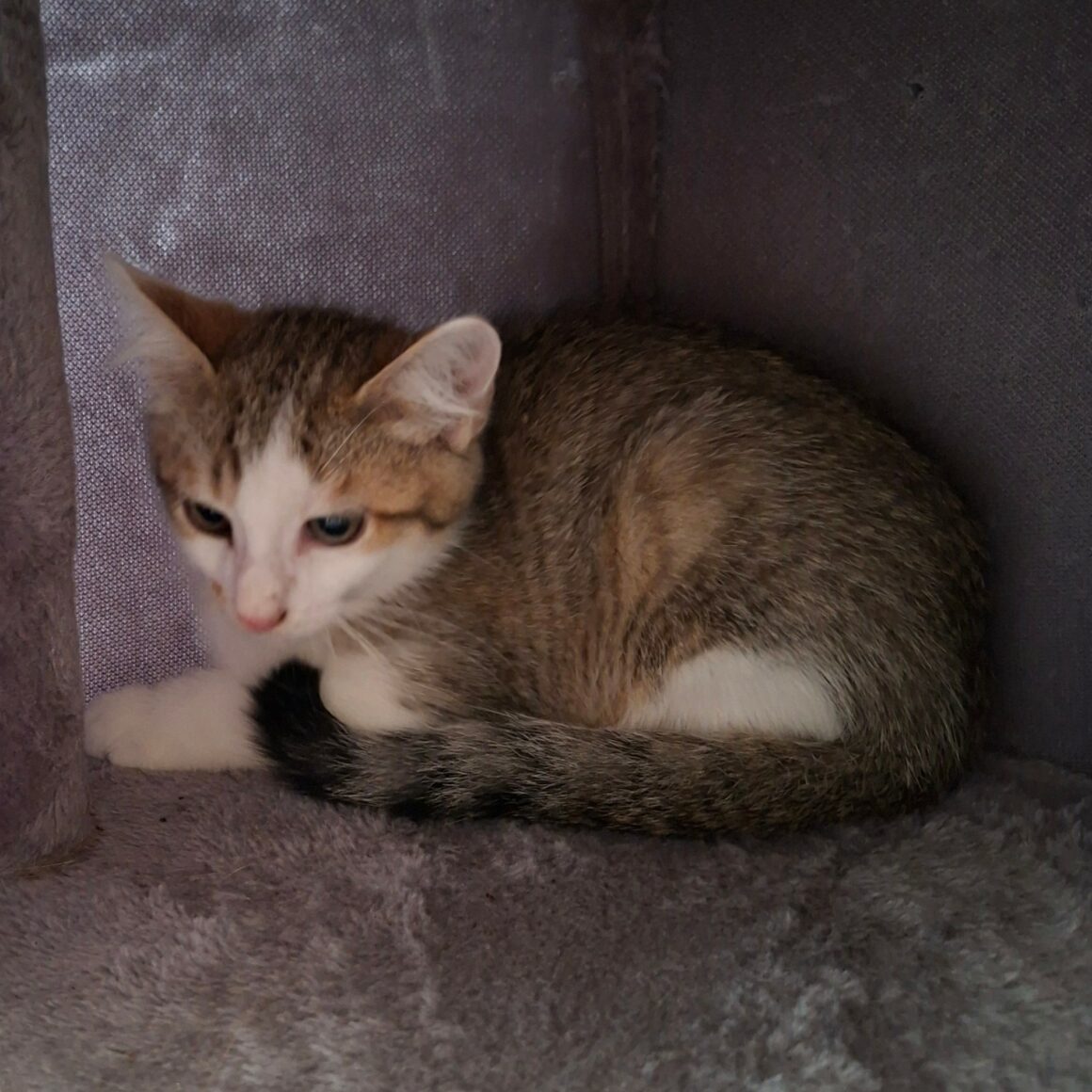 BOUZOUK – chaton