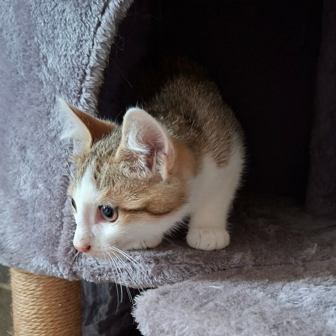 BOUZOUK – chaton