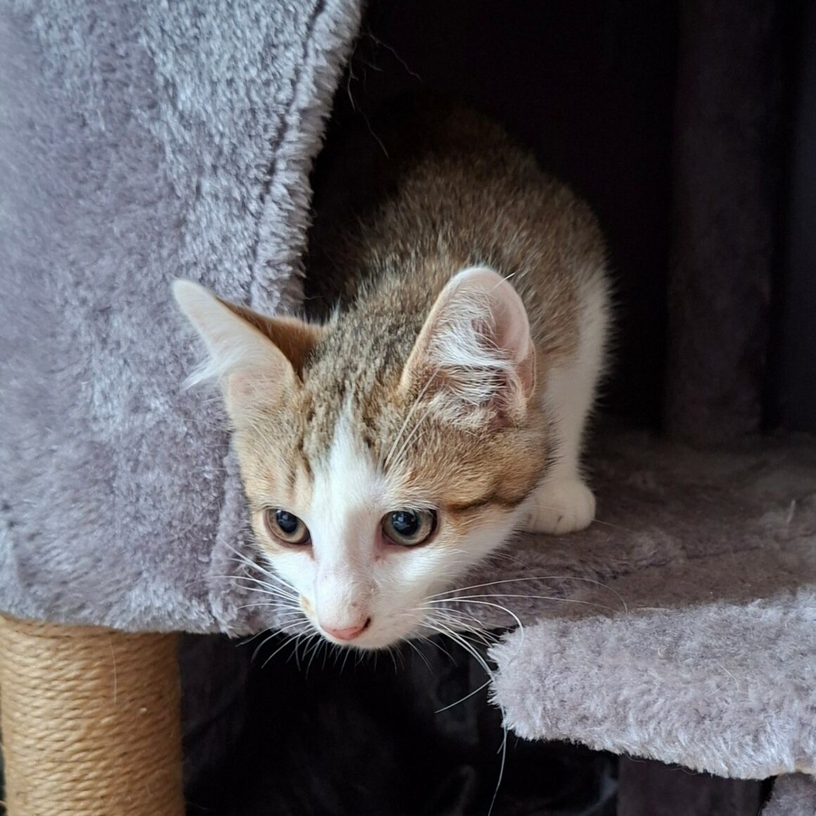 BOUZOUK – chaton