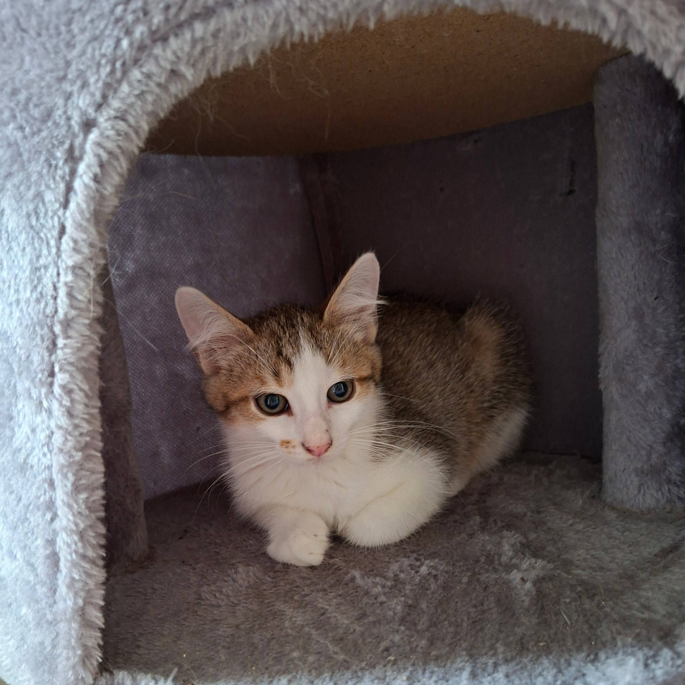 BOUZOUK – chaton