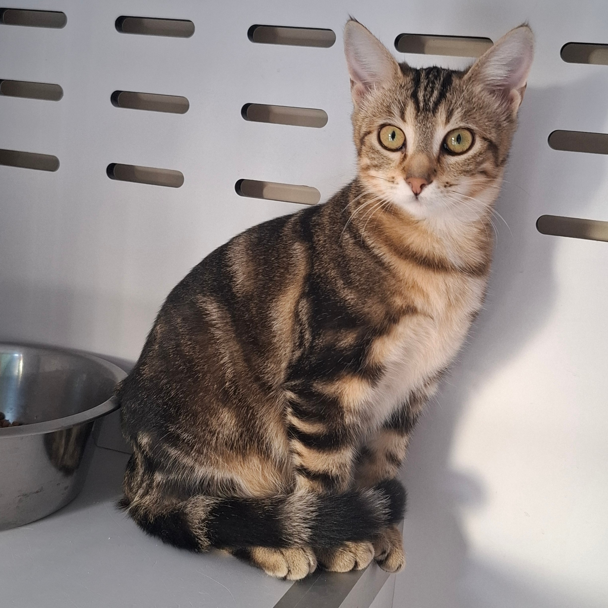 BRAK – Chaton