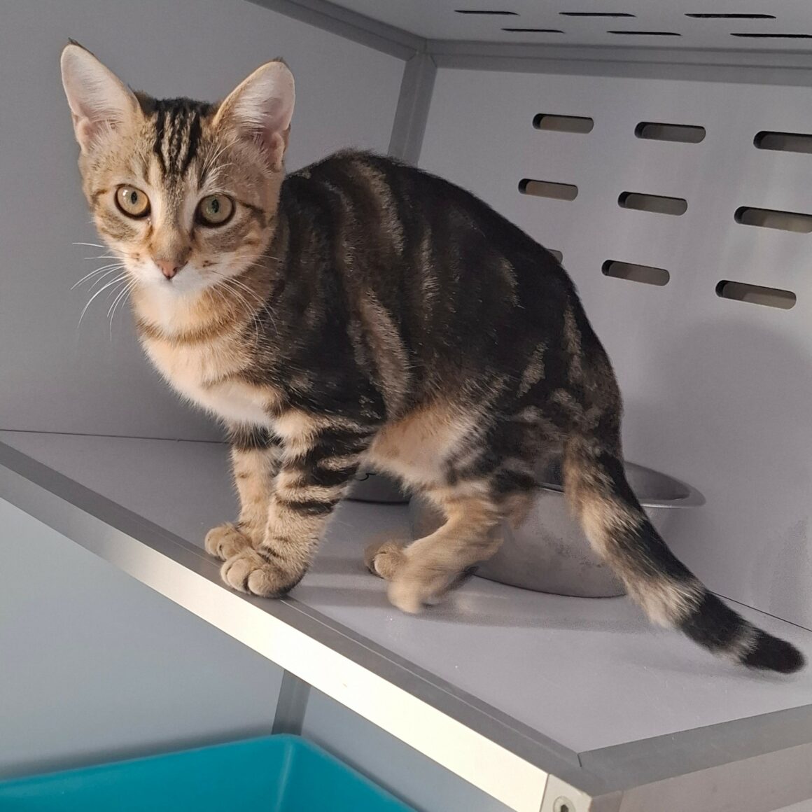 BRAK – Chaton