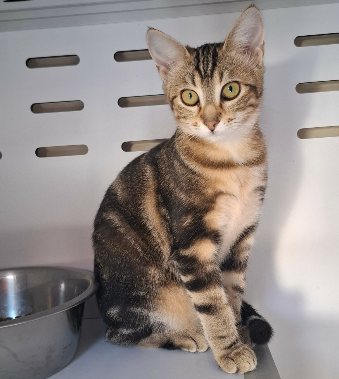 BRAK – Chaton