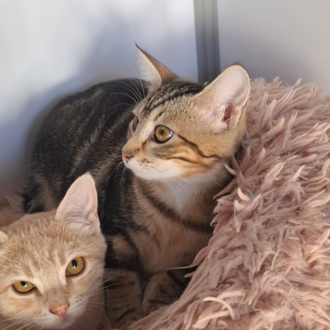 BRAK – Chaton