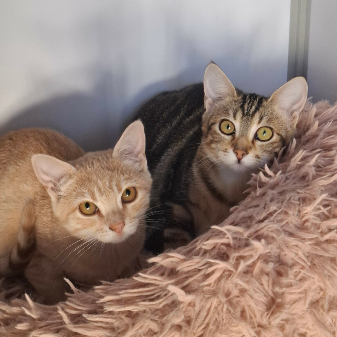 BRAK – Chaton