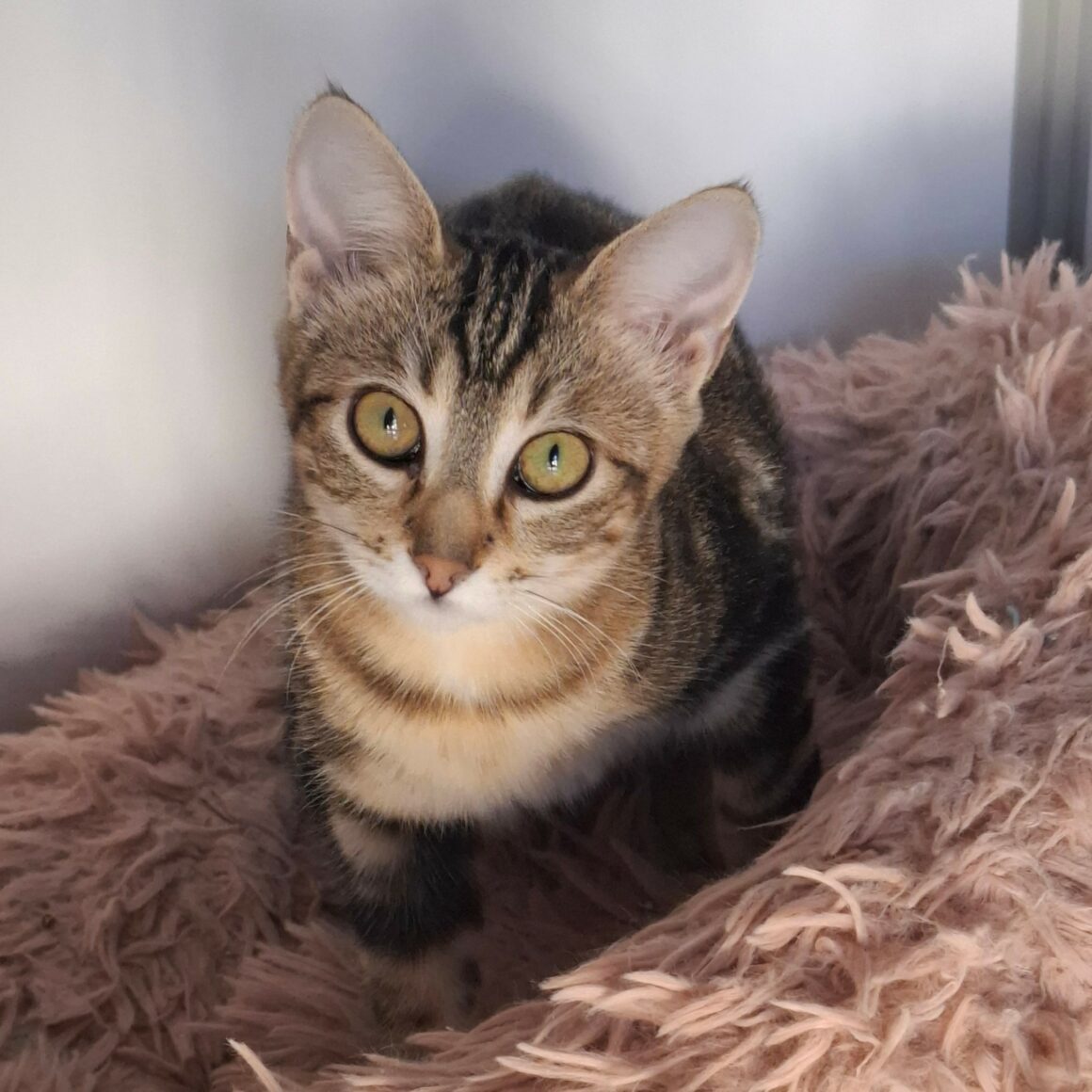 BRAK – Chaton