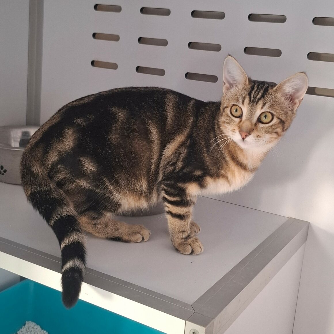 BRAK – Chaton