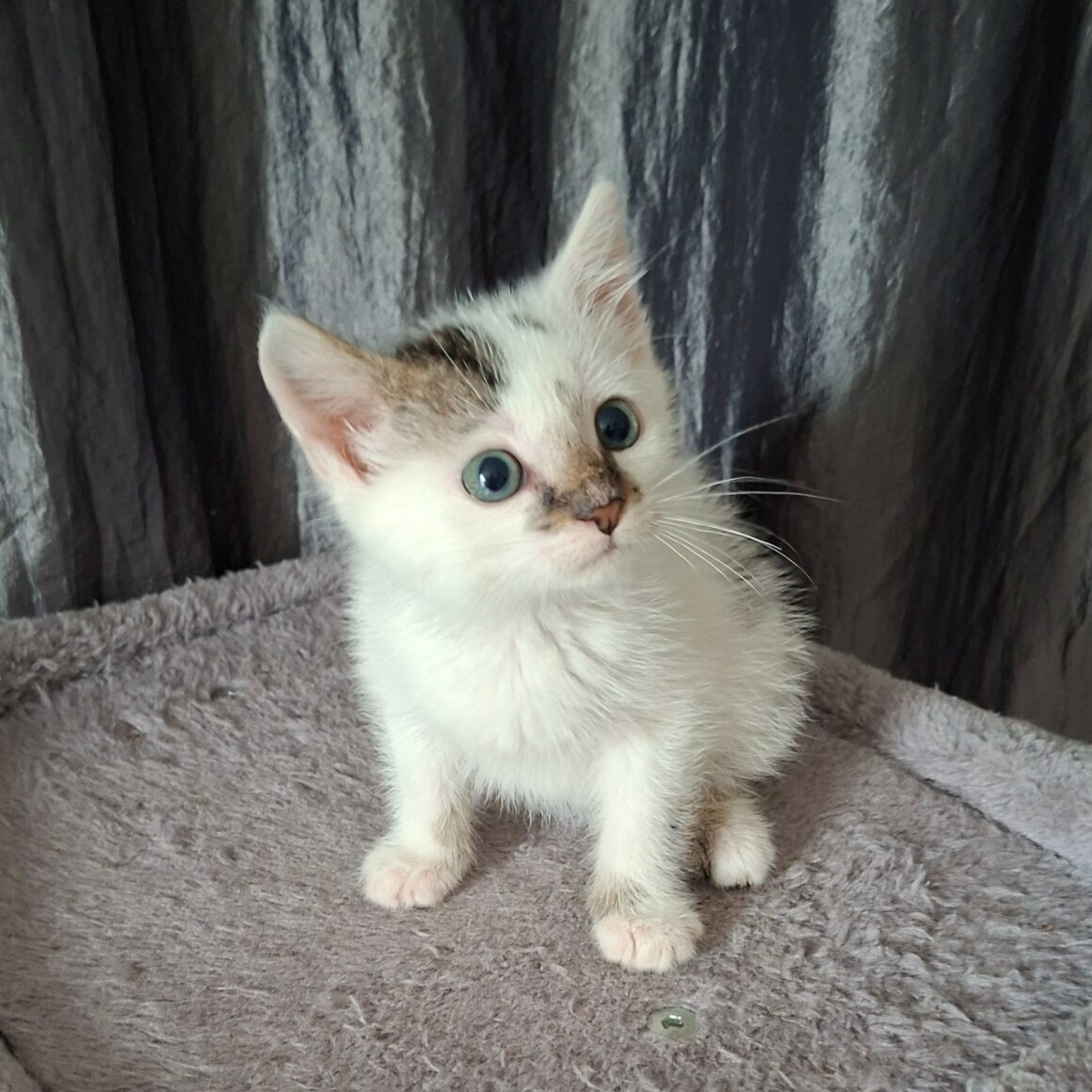 BRICABRAC – chaton déjà adopté