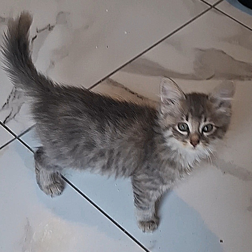 BRICOLETTE – Chaton déjà adoptée