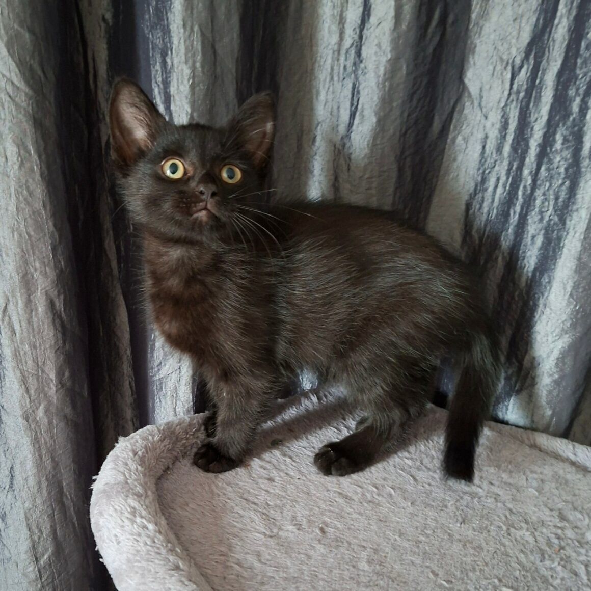 BRISETOU – chaton déjà adopté