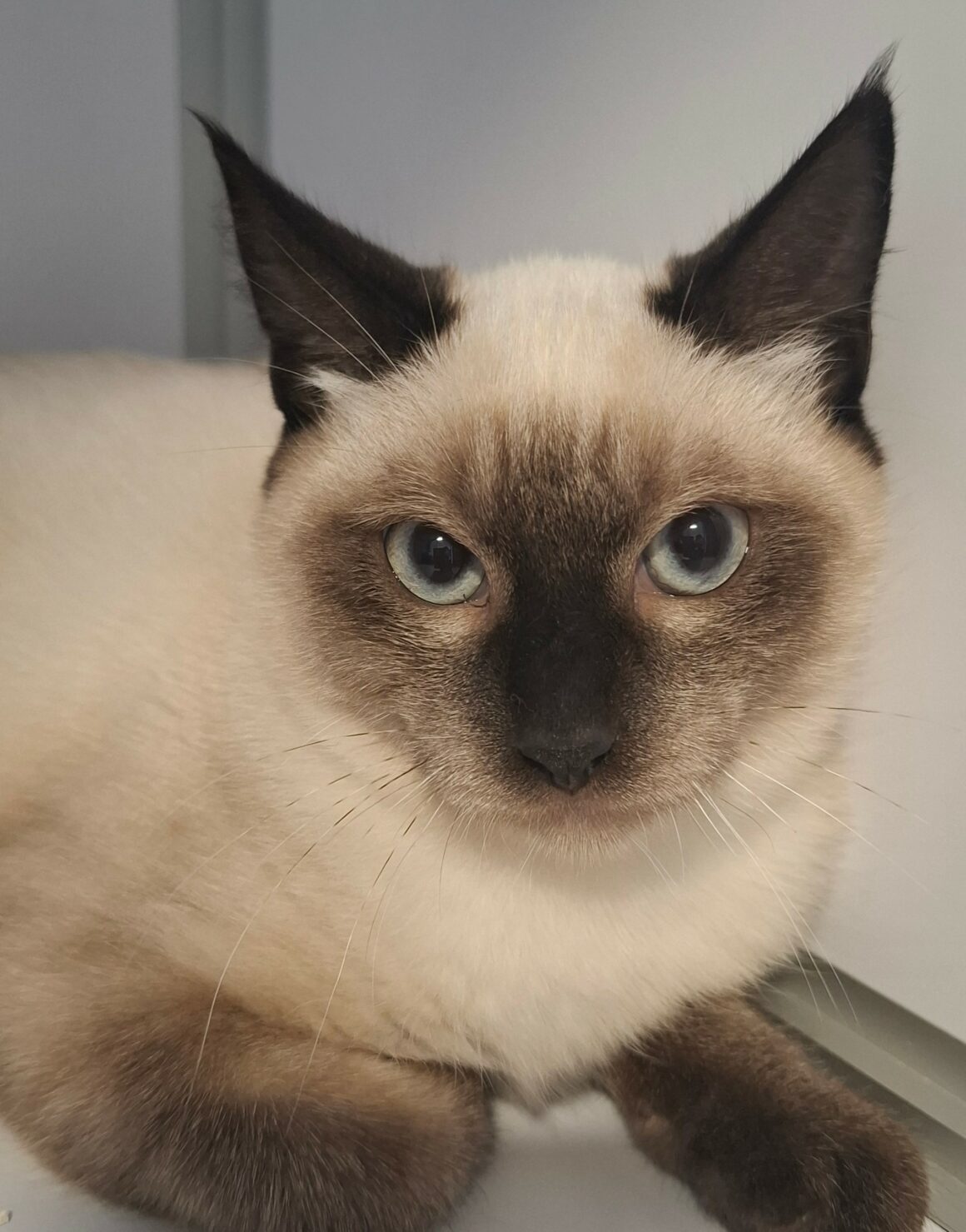 BRONX – chaton