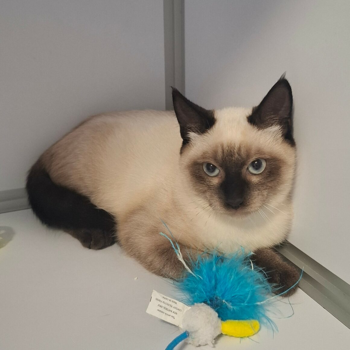 BRONX – chaton