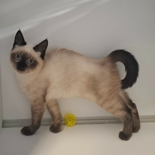 BRONX – chaton