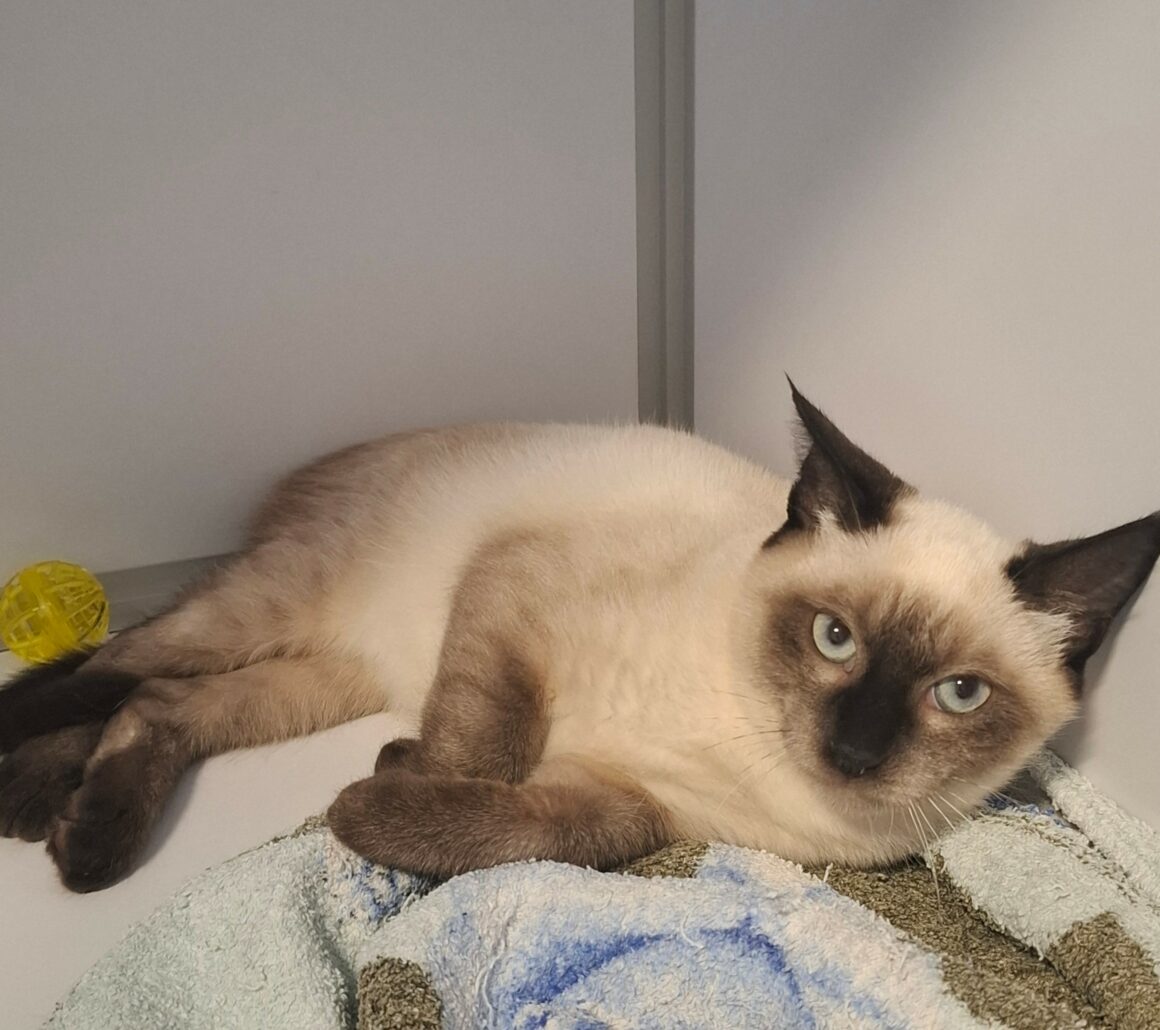 BRONX – chaton