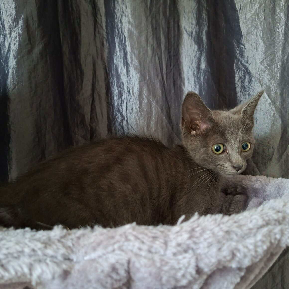 BRULETTE – Chaton Réservée