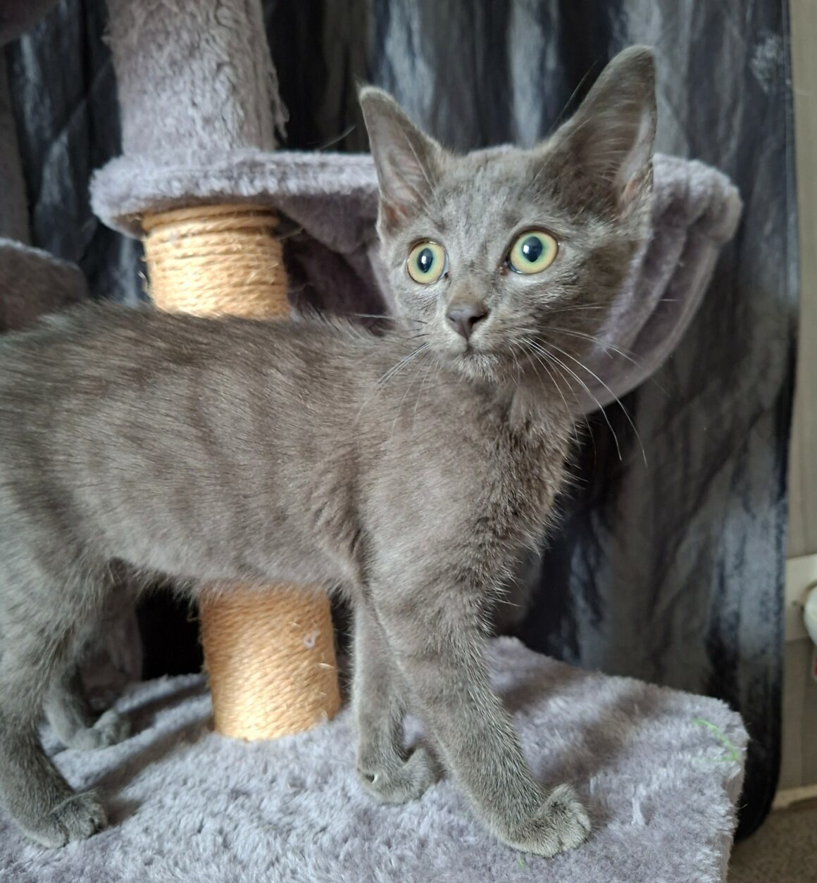 BRULETTE – Chaton Réservée
